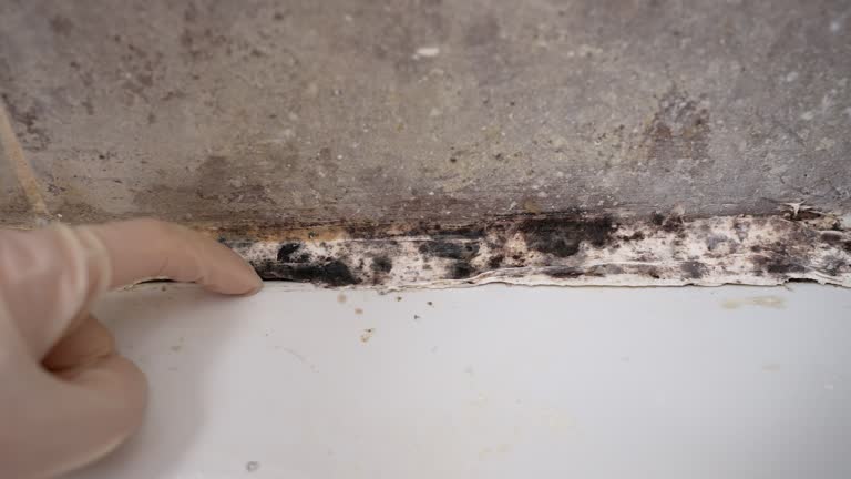 Forensic Mold Investigation in Coudersport, PA
